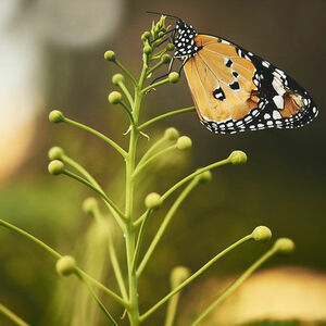 Hausangebote Hausangebote